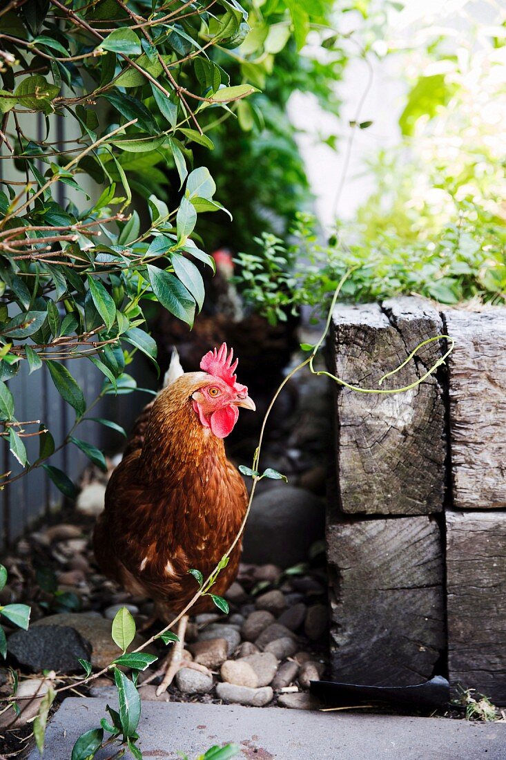 Lebendiges Huhn im Garten