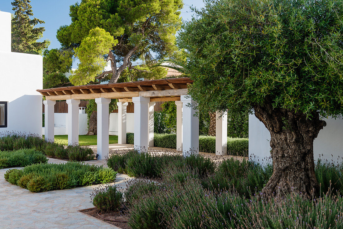 Arcade leading through Mediterranean garden with beds of lavender