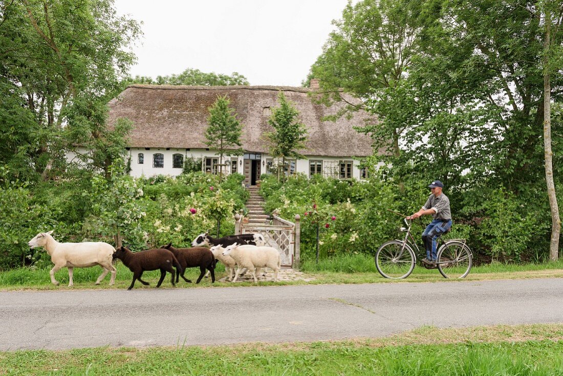 Schafe und Fahrradfahrer vor traditionellem, friesischem Bauernhaus aus dem 17. Jahrhundert