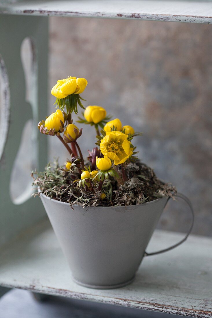 Blühende Winterlinge (Eranthis hyemalis) im Blumentopf