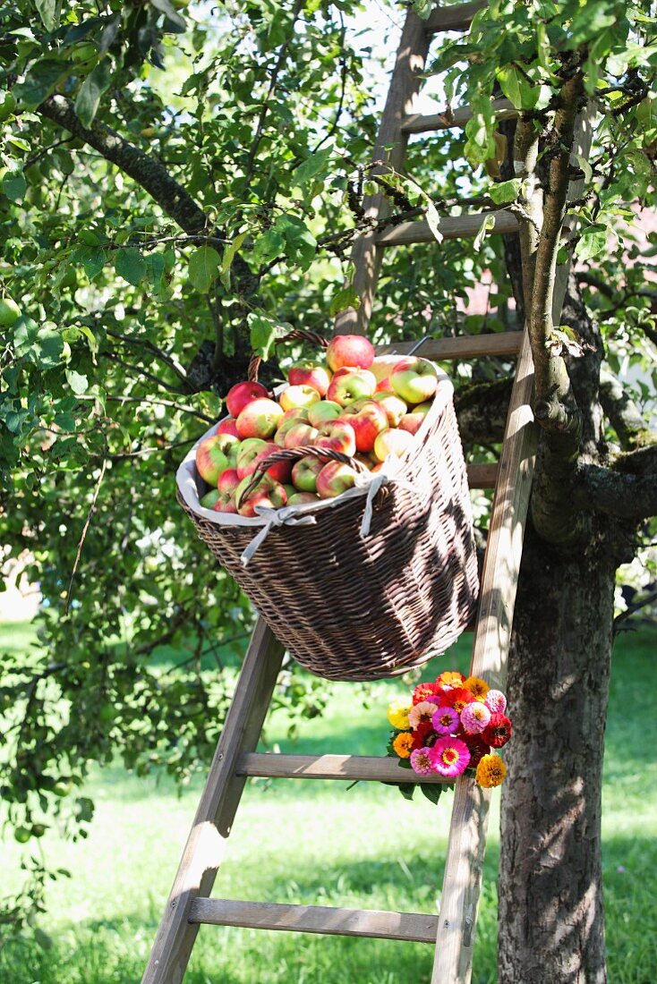 Korb mit Äpfeln, darunter Zinnienstrauss auf der Leiter am Apfelbaum