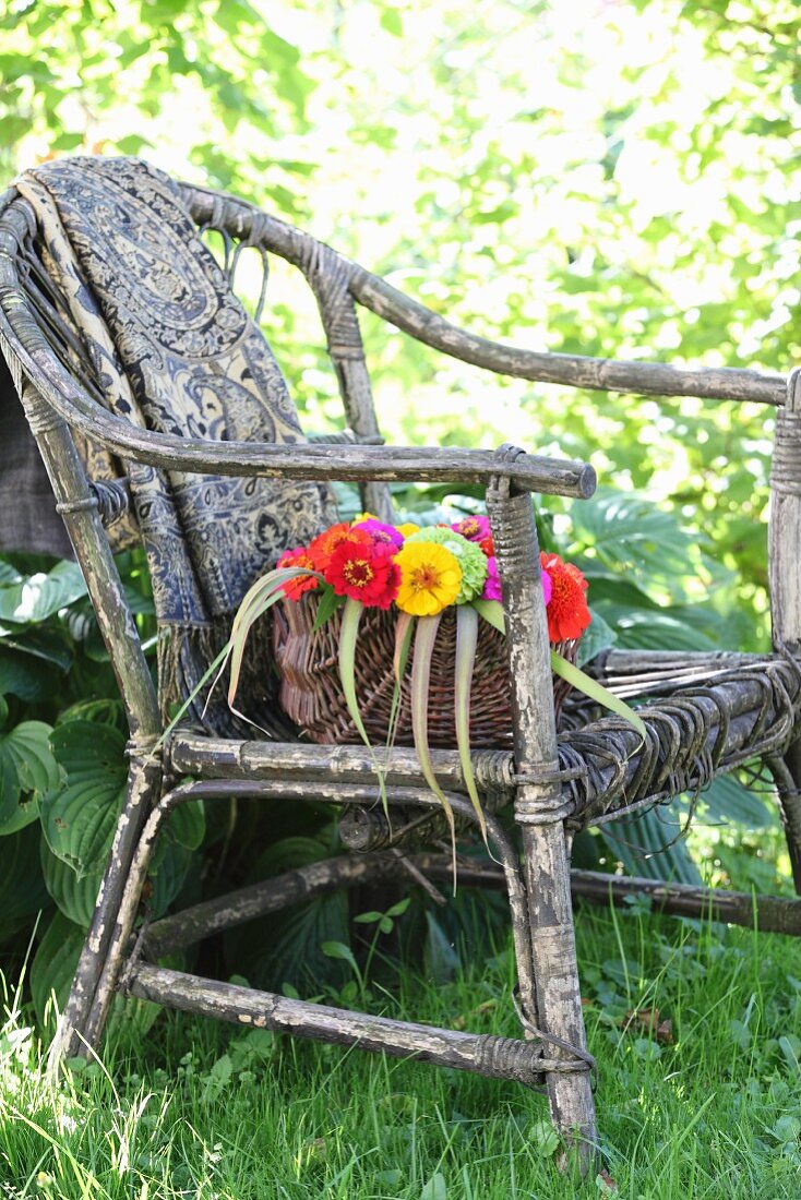 Korb mit bunten Zinnien und bedruckte Decke auf verwittertem Korbsessel im Garten