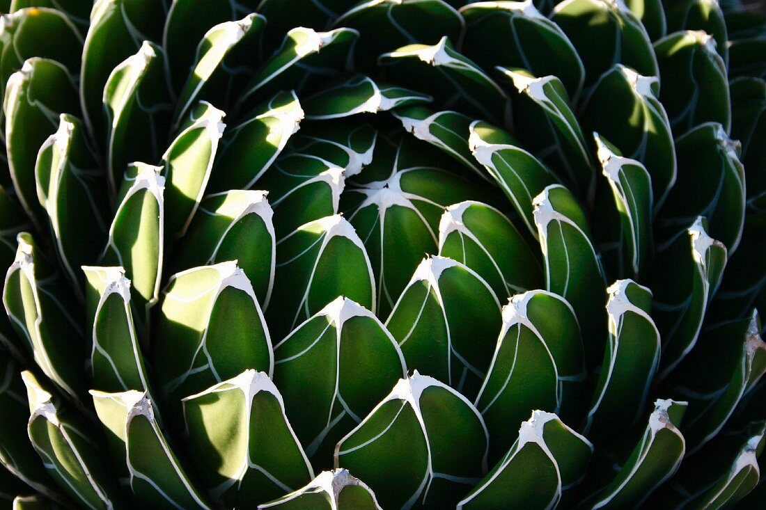 Cactus (close-up)