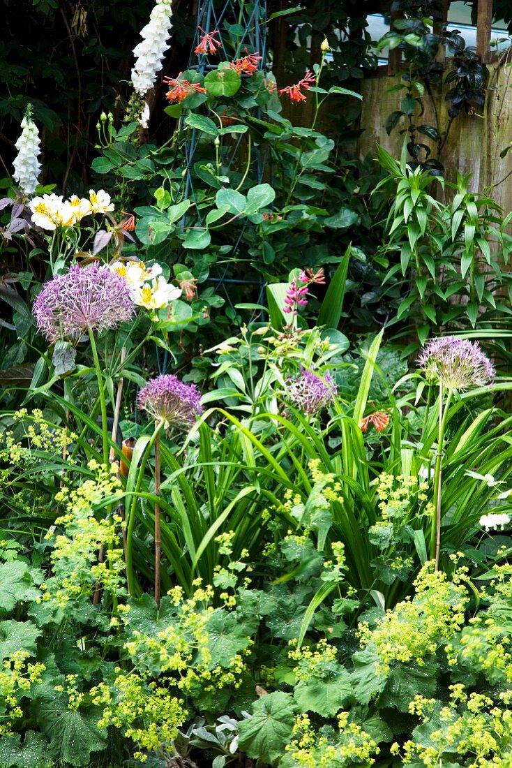 Ladies' mantel and alliums growing in natural-style flowerbed