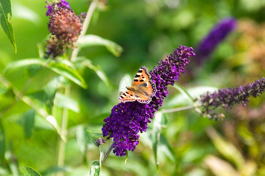 Ein Schmetterling auf violettem Sommerflieder