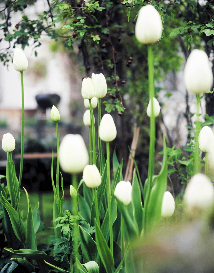 White tulips in garden