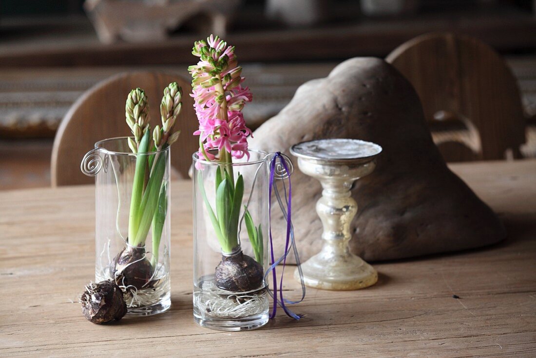 Hyacinths in glasses of water on rustic wooden table