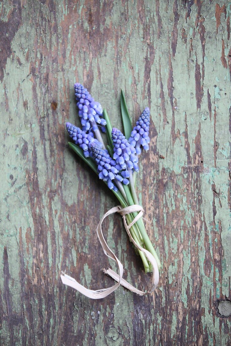 Posy of grape hyacinths on rustic wooden surface