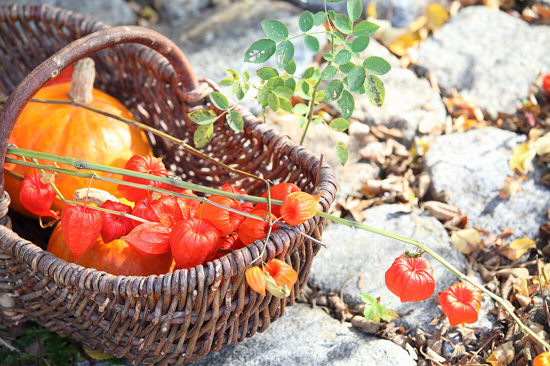 Physalis seed heads and pumpkin in basket on cobbles