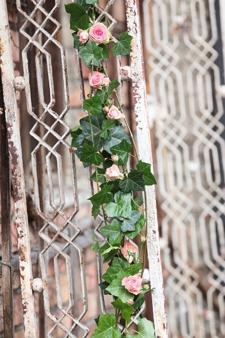 Romantische Blumengirlande mit Efeu und rosafarbenen Rosenblüten an Vintage Gitter