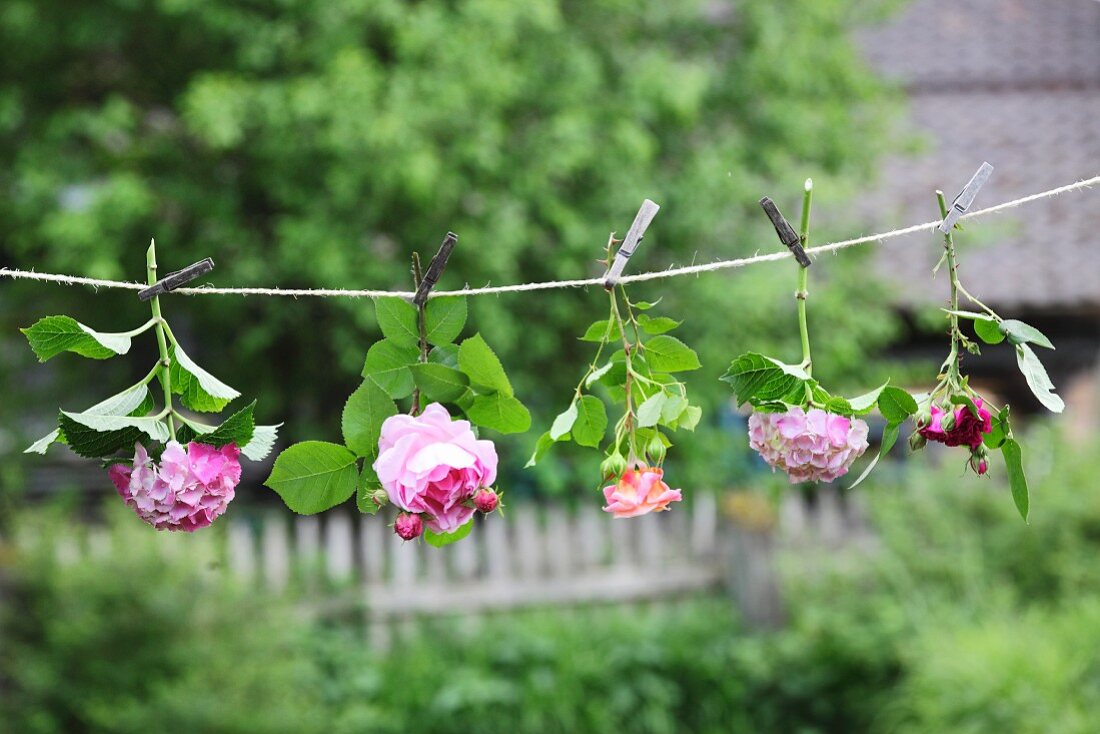 Hydrangeas and roses hung upside down from string in garden