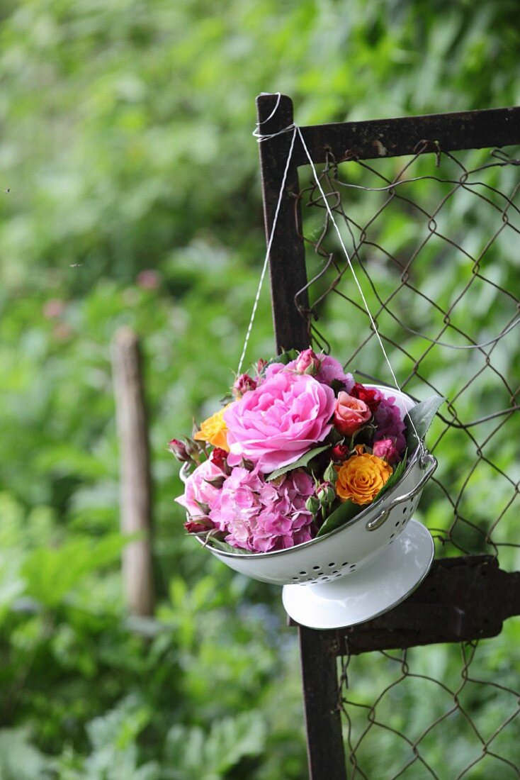 Rosen und Hortensien im nostalgischen Küchensieb hängen am Zaun