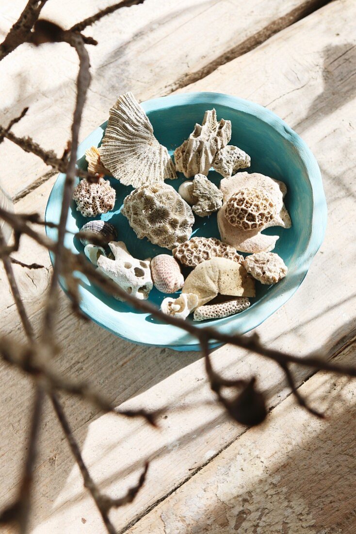 Hellblaue Tonschale mit Korallen und Muscheln auf rustikalem Treibholz