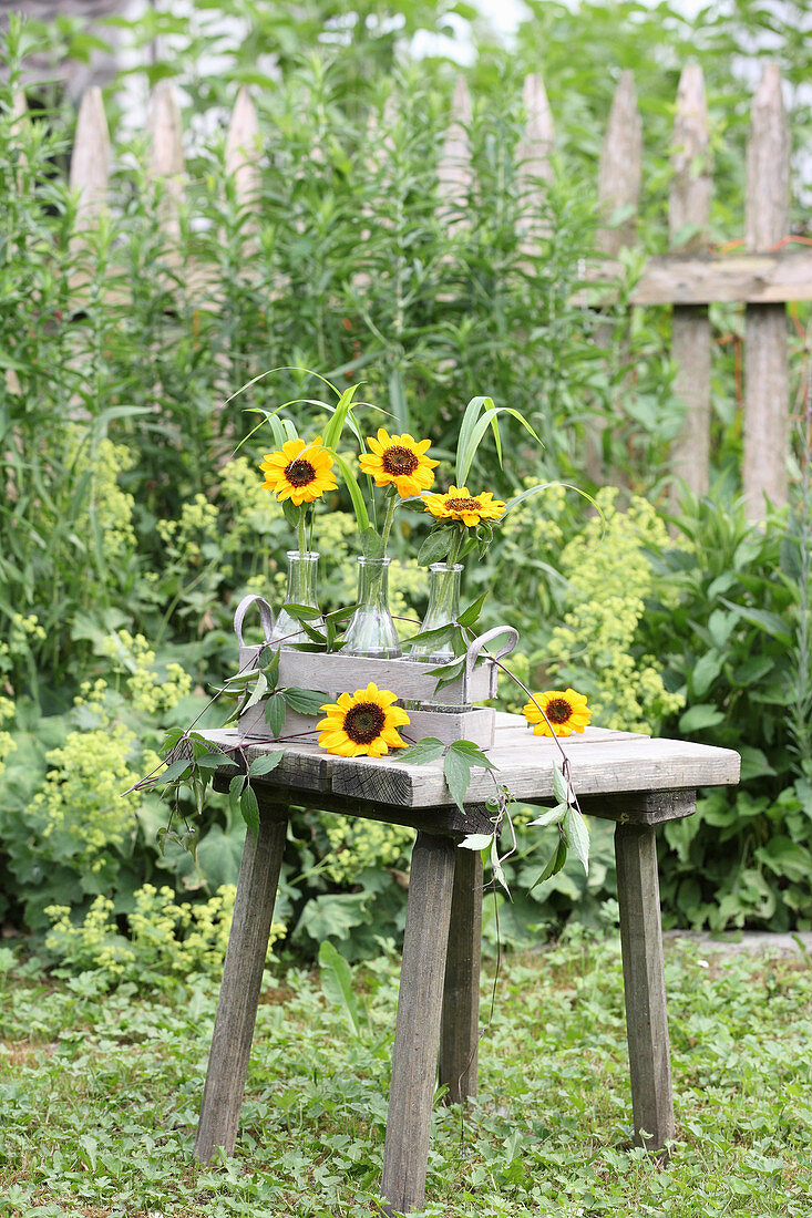 Glasflaschen mit Sonnenblumen im Holzkistchen auf Holzschemel