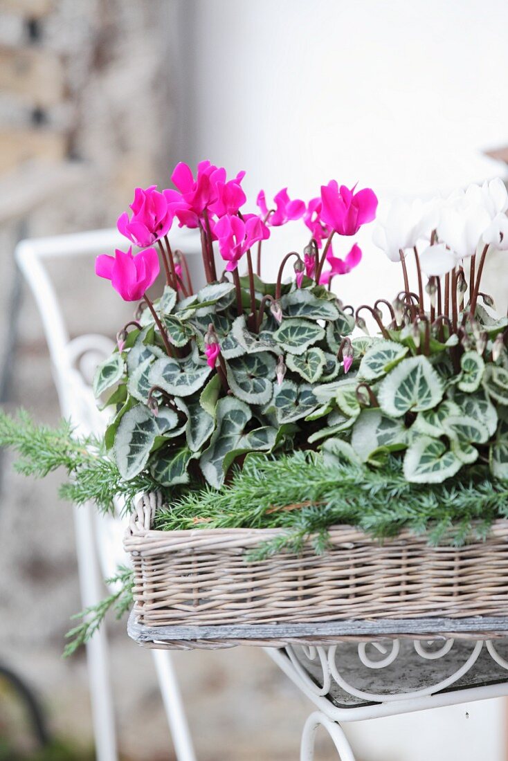 Pink and white Cyclamen and juniper sprigs on wicker tray