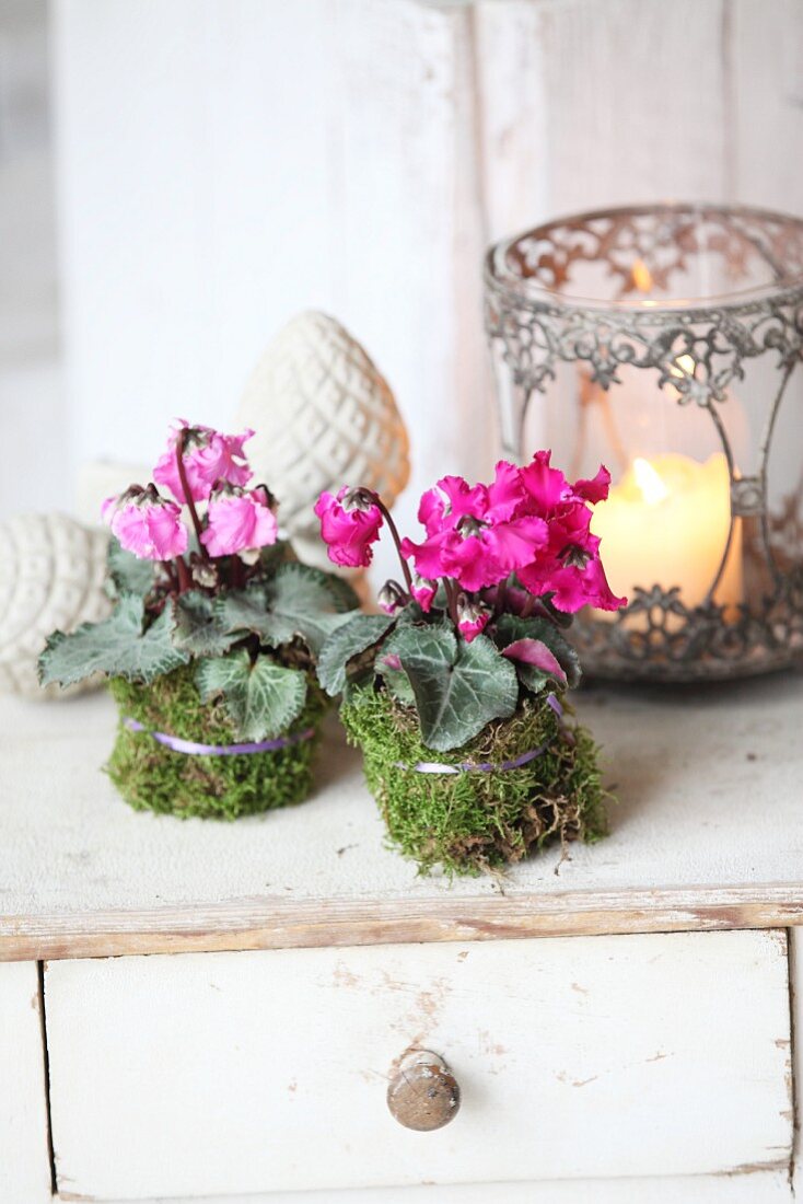 Ruffled Cyclamen wrapped in moss next to romantic candle lantern