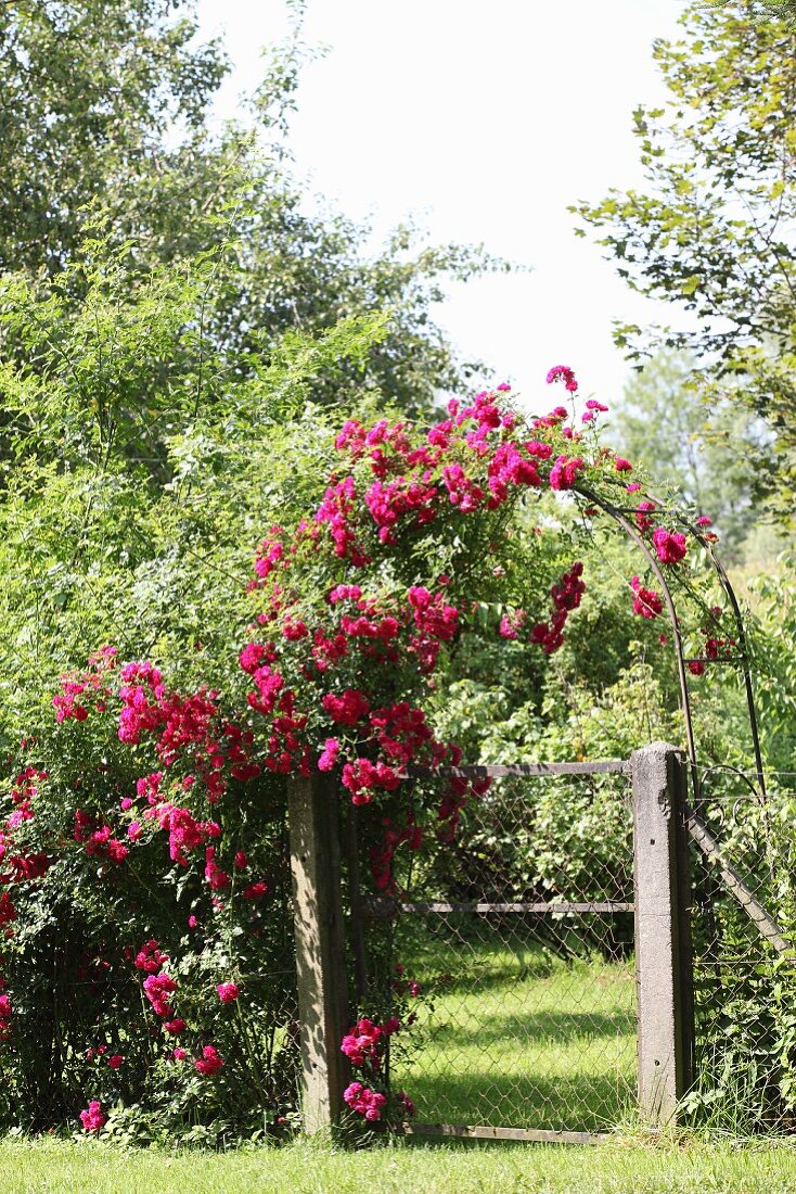 Arch covered in deep pink roses above garden gate