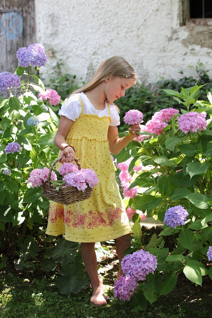 Mädchen mit Korb pflückt Hortensien im Sommergarten