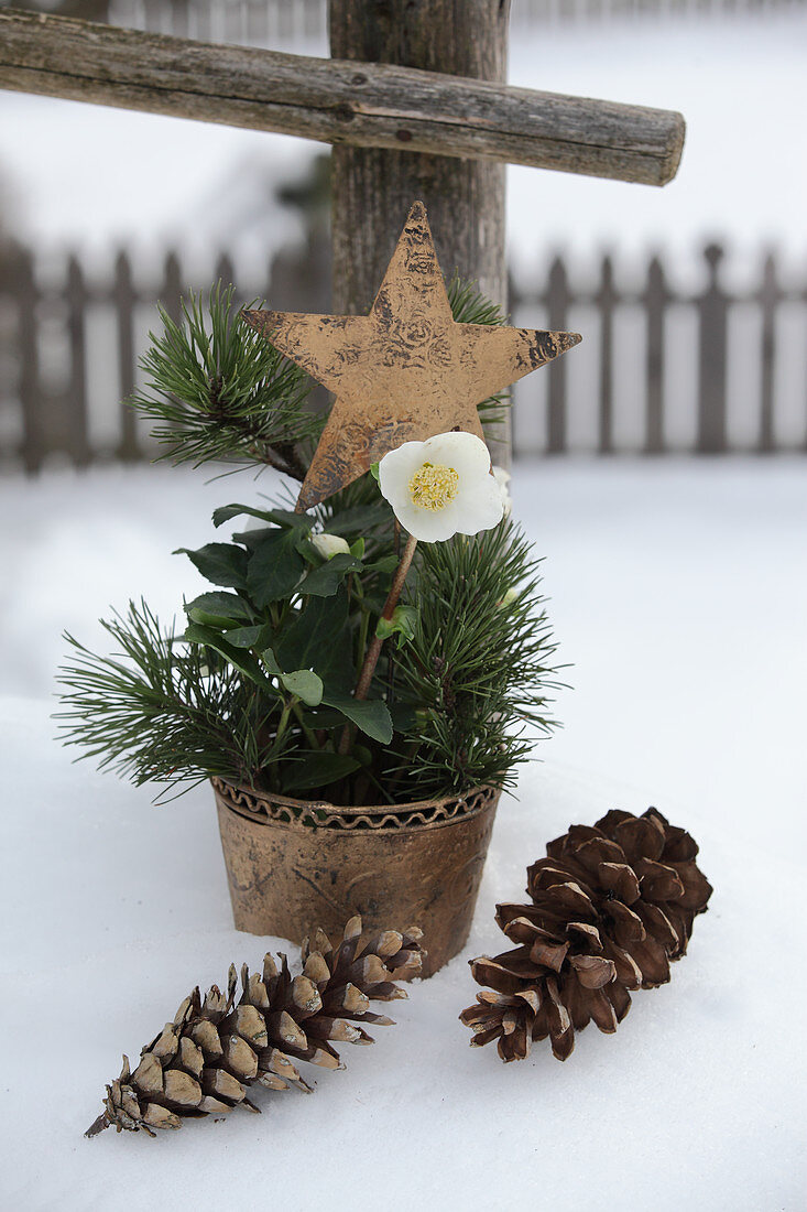 Hellebore, pine sprigs and star decoration in plant pot in snow