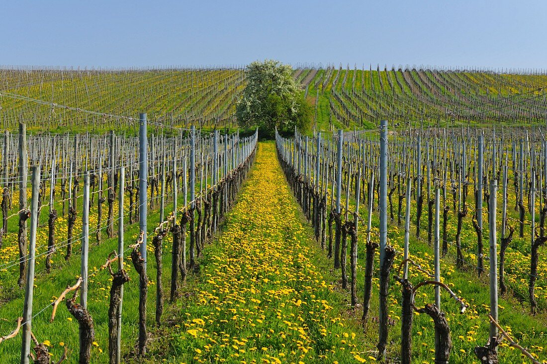 Spring vineyard with dandelions (Hagnau, Baden-Wurttemberg, Germany)