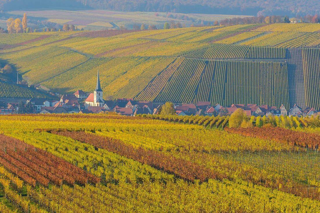 Colourful autumn vineyards (Escherndorf, Franconia, Bavaria, Germany)
