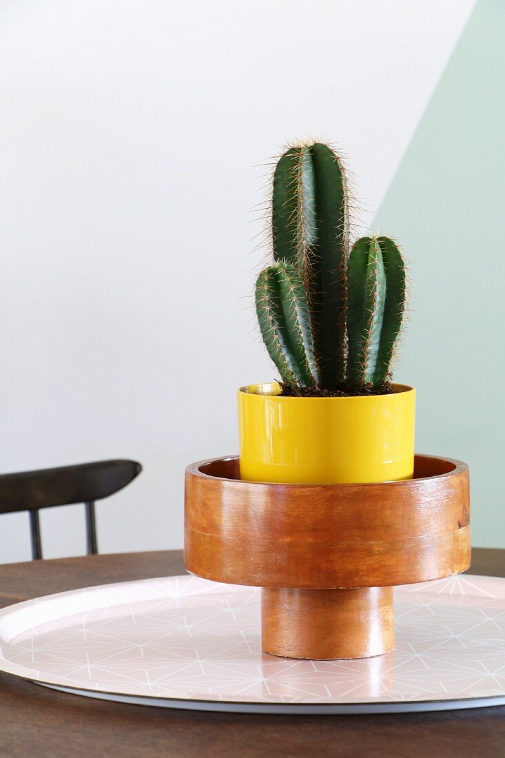Kaktus in gelbem Übertopf und Holzgefäß auf rundem Tablett