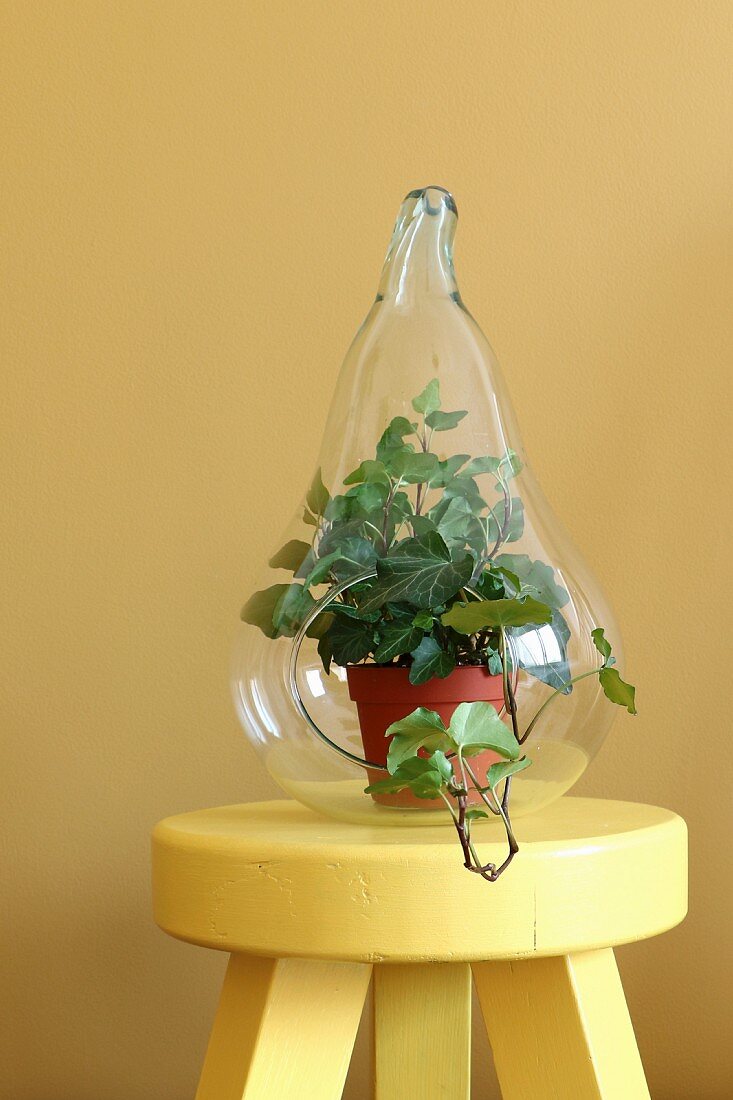 Birnenförmiges Glasgefäß mit Efeupflanze auf gelbem Hocker
