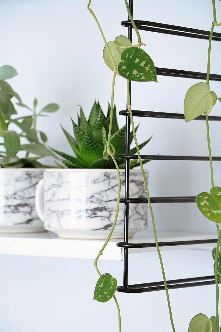 Zimmerpflanzen in marmorierten Tassen auf weißem Regalboden von schwarzem String-Regal