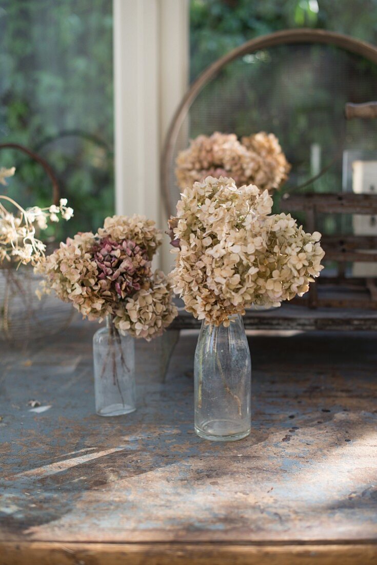 Getrocknete Hortensienblüten in alten Glasflaschen