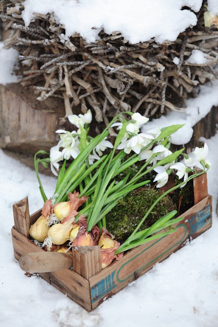Schneeglöckchen mit Zwiebeln und Moos in einer Holzkiste