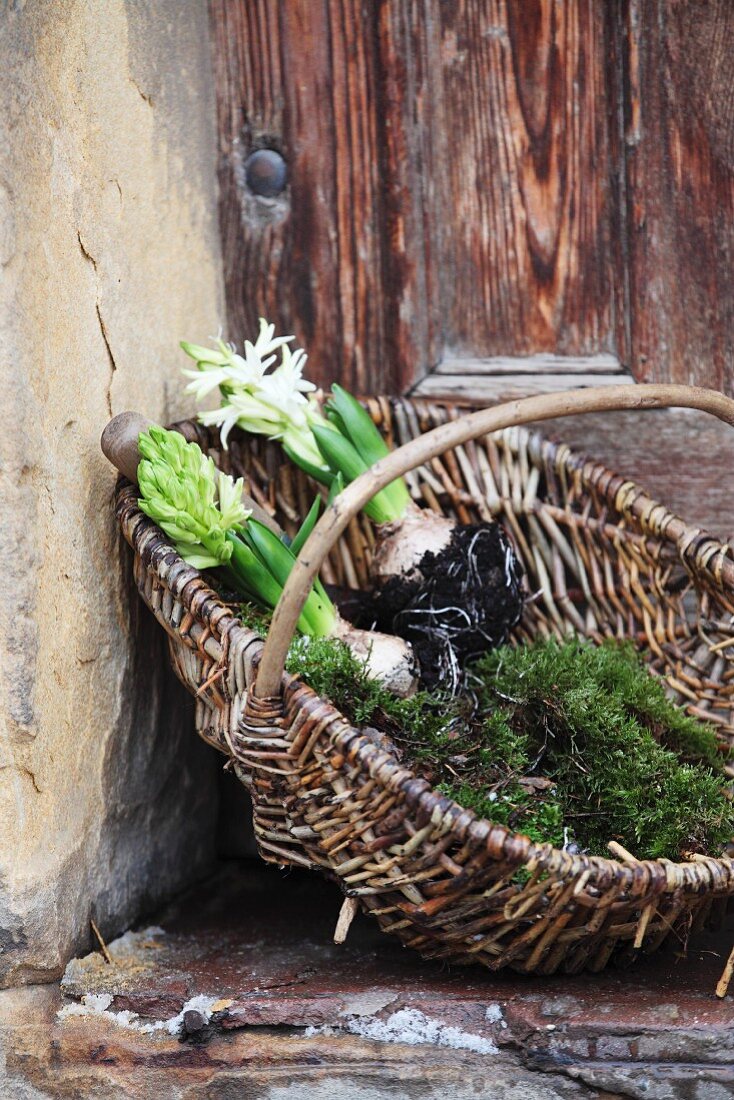 Hyacinths with bulbs and moss in wicker basket