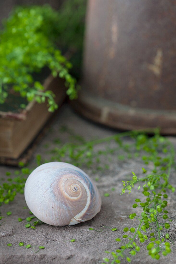 Still-life arrangement of snail shell and shepherd's purse