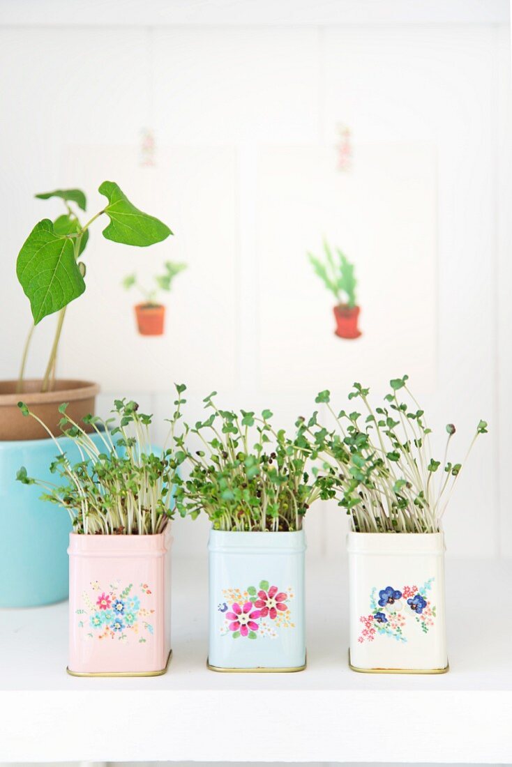 Cress growing in pastel tins painted with romantic floral designs