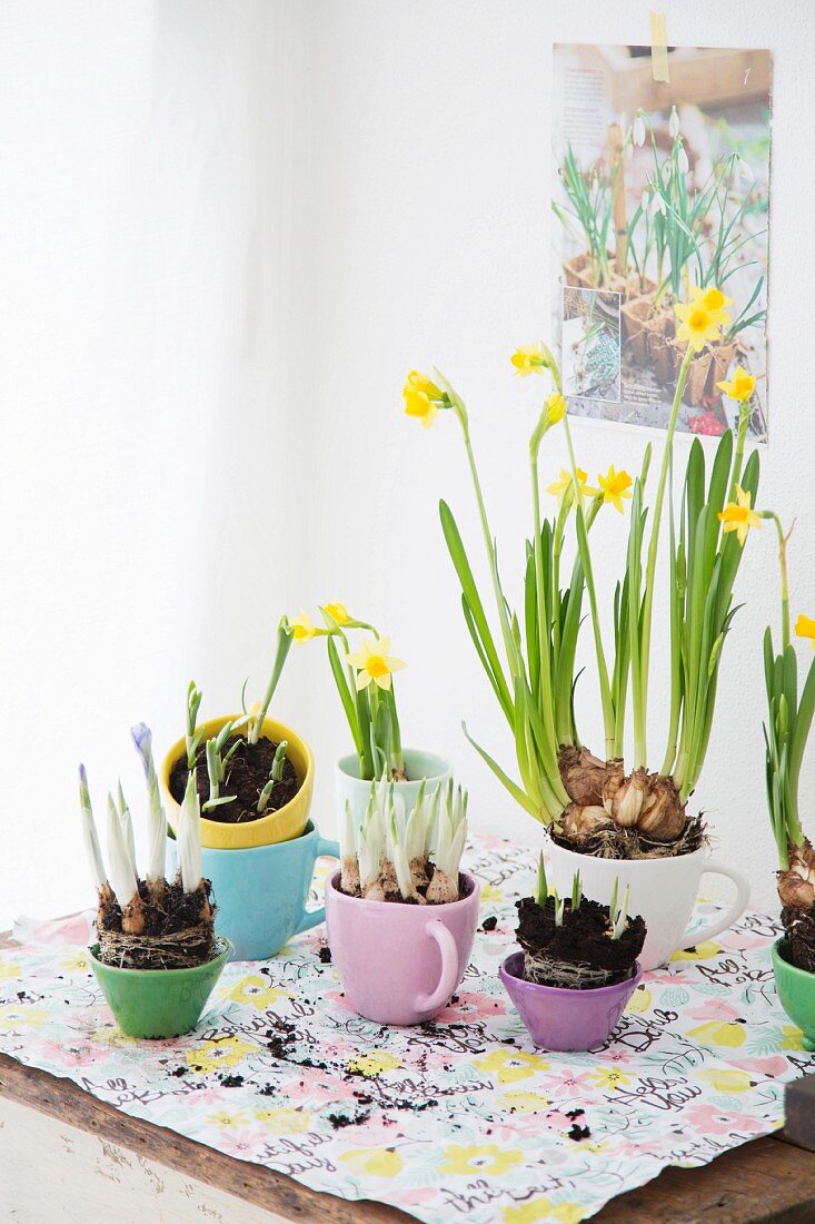 Narzissen und Krokusse in pastellfarbene Tassen eingepflanzt
