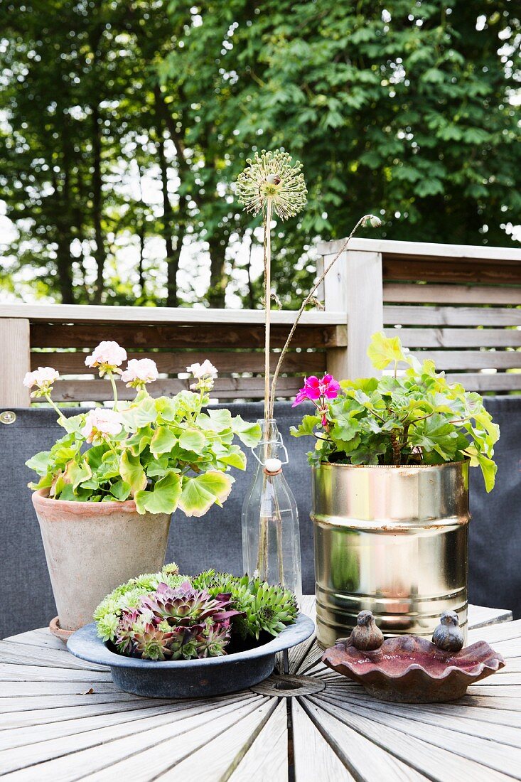Potted flowering geraniums and succulents in dish next to bird bath on terrace table