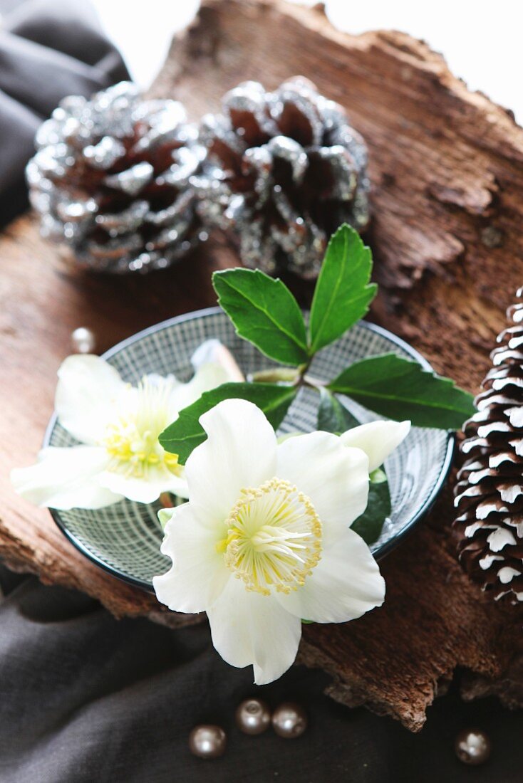 Original Christmas arrangement of white hellebore and silver and white pine cones on bark