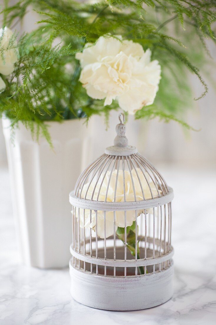 White carnation in vintage-style birdcage ornament in front of vase of carnations on marble surface