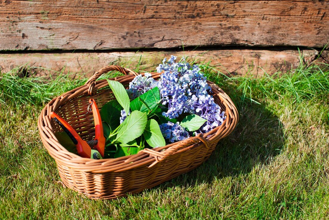 Blue hydrangeas and secateurs in wicker basket on lawn