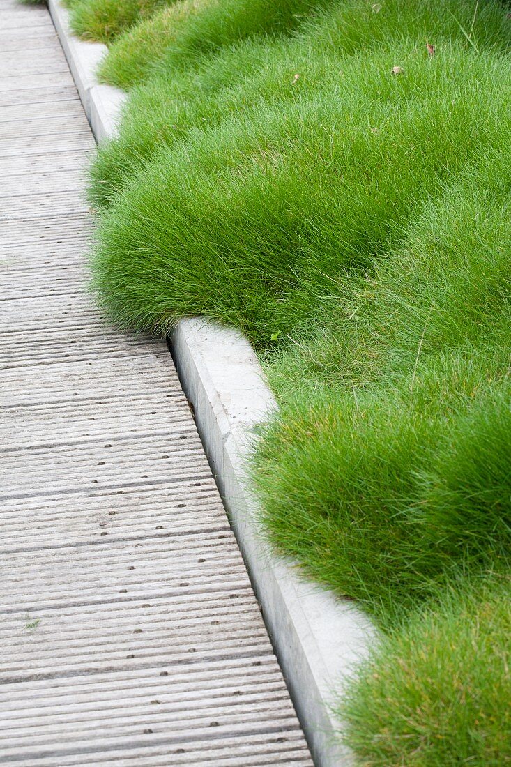 Bärenfell-Gras entlang Holzsteg mit Einfassung im Garten
