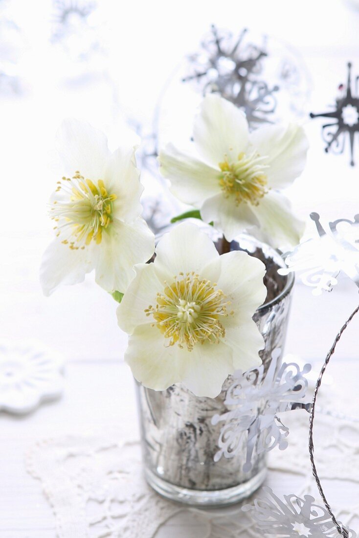 Hellebores in silvered glass vase decorated with festive silver garland