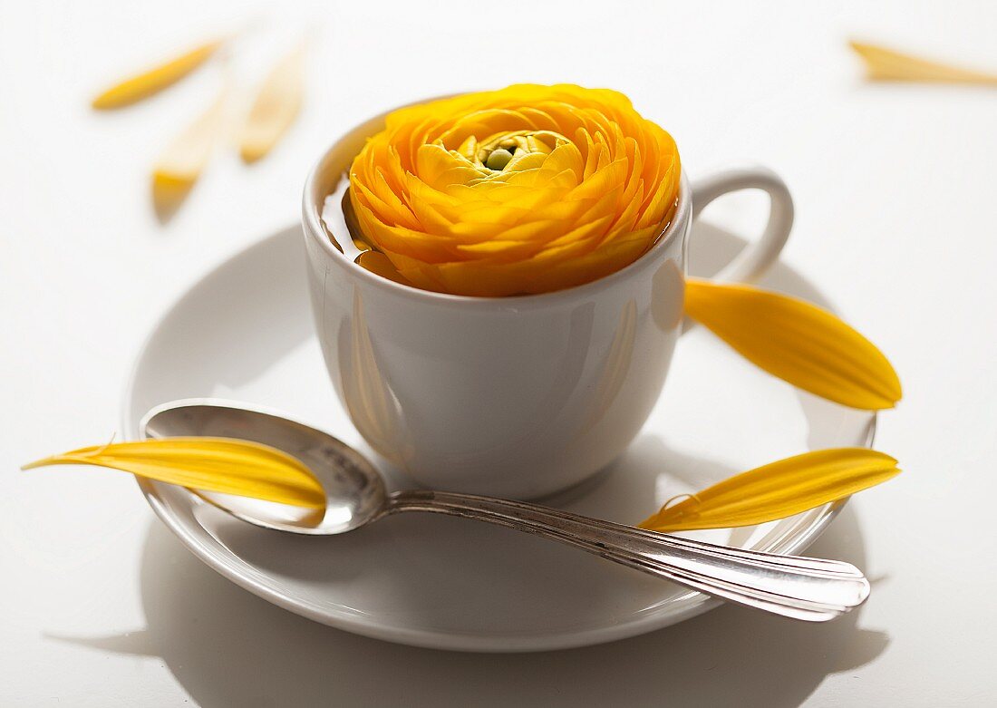 Gelbe Ranunkel in weisser Espressotasse