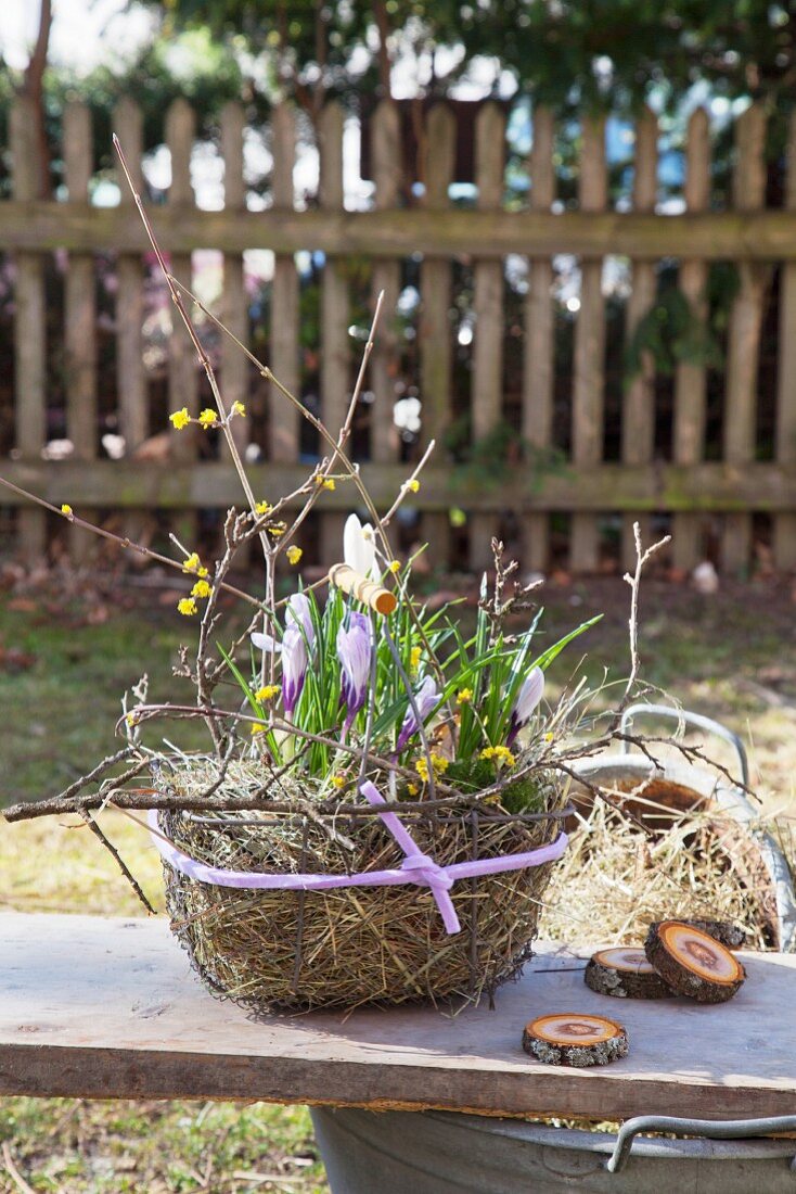 Frühlingsdekoration mit lila Krokussen, Heu und gelben Blütenzweigen in Drahtkorb