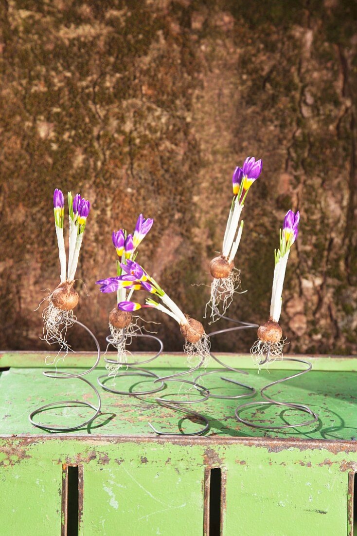 Flowering crocus bulbs impaled on metal springs on top of green crate
