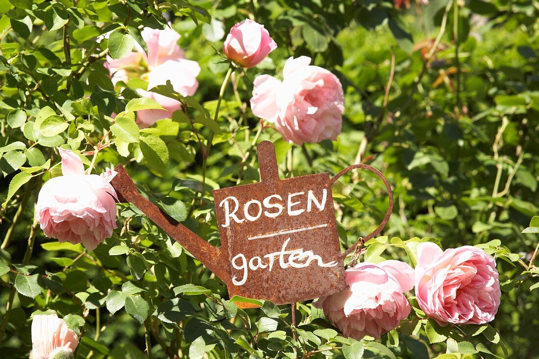 Vintage rose-garden sign amongst pink scented roses