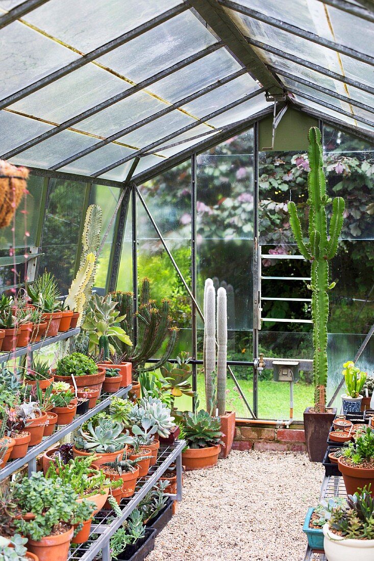 Greenhouse with gravel, various potted plants and cacti