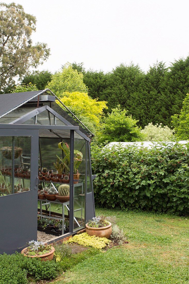 Anthracite greenhouse for succulents with a sliding door next to a green hedge