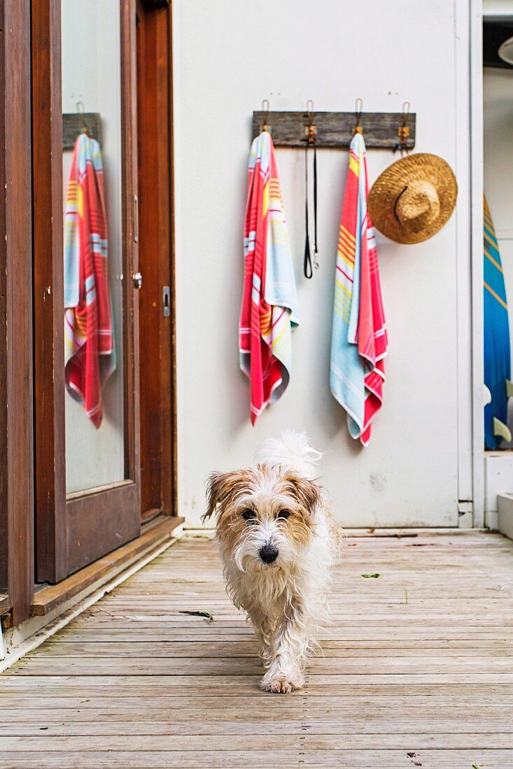 Small dog on wooden terrace, in the background hook strip with bath towels and straw hat