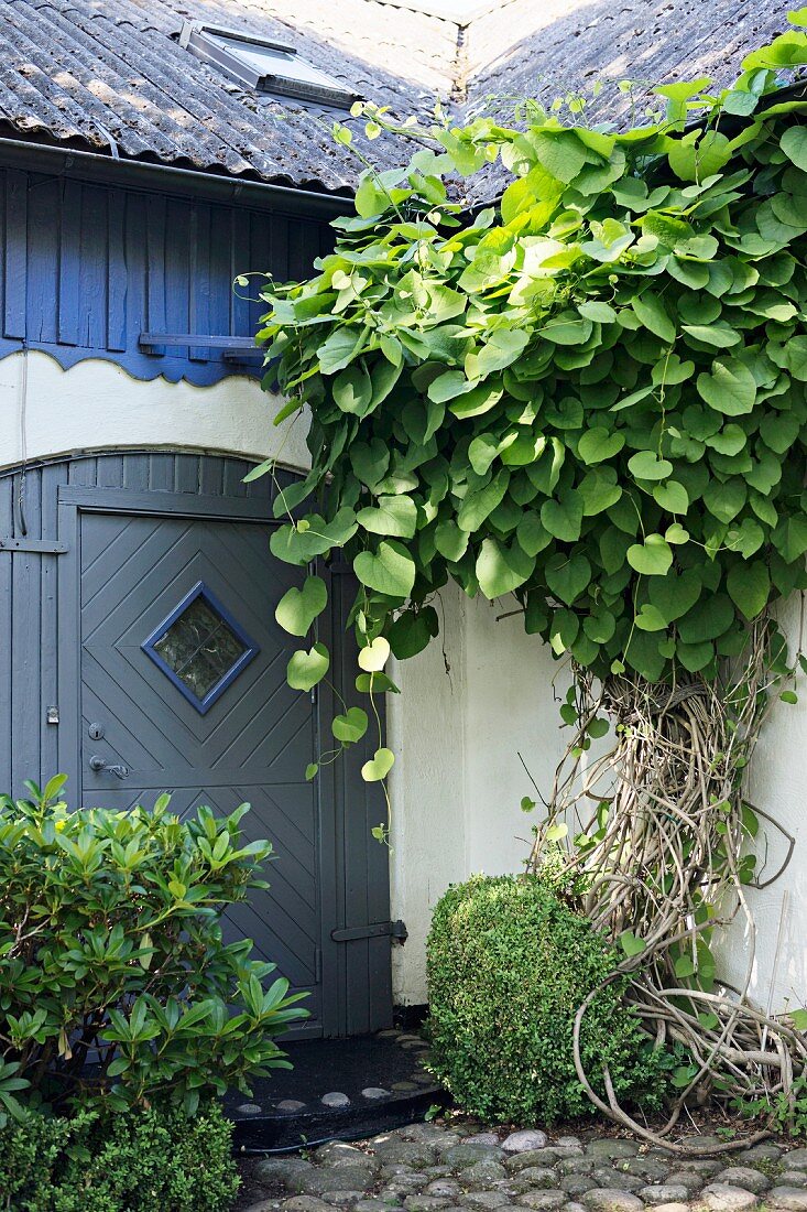 Luxuriant climbing plant over entrance to renovated rustic house