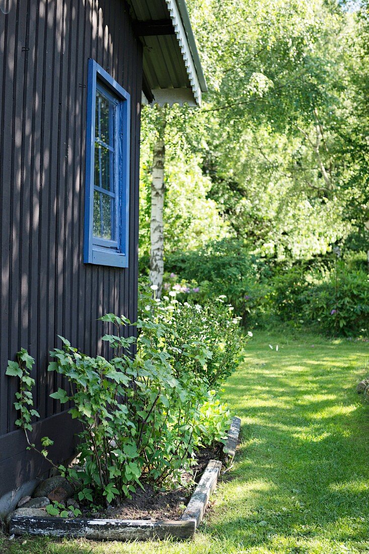Wooden house with blue window surrounded by garden