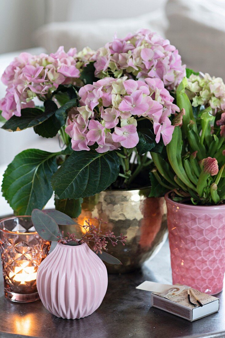 Hortensie, Schlauchpflanze und Vasen auf einem Tablett